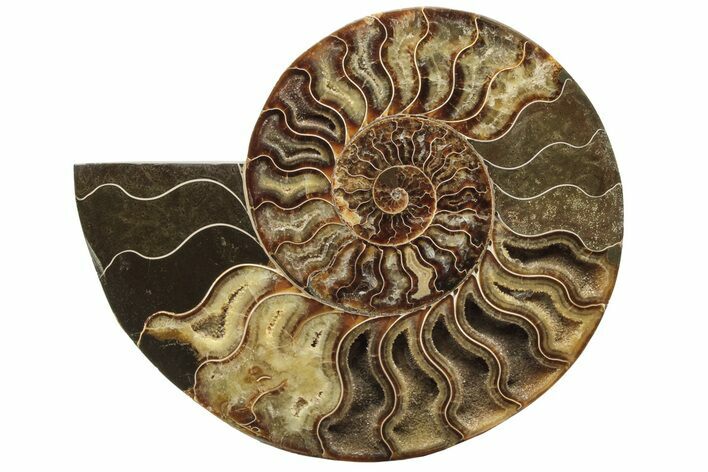 Cut & Polished Ammonite Fossil (Half) - Crystal Pockets #233655